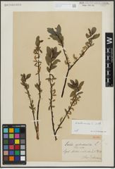 Foto von Salix arbuscula L.